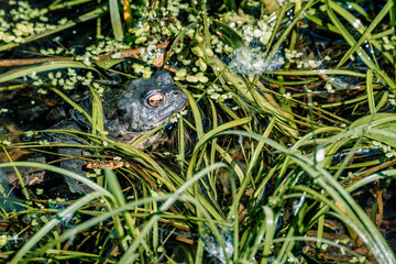 Une grenouille posée dans son habitat naturel, entourée de végétation humide et d’eau calme, parfaitement camouflée dans son environnement.