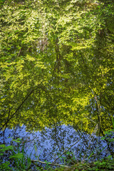Les reflets paisibles de la forêt se dessinent à la surface calme de la gouille à Marion, créant une scène naturelle empreinte de sérénité.