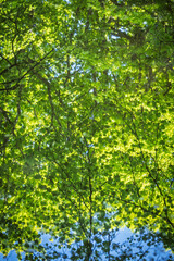 Les reflets paisibles de la forêt se dessinent à la surface calme de la gouille à Marion, créant une scène naturelle empreinte de sérénité.