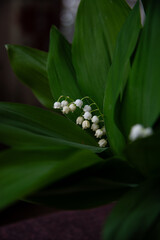 Lily-of-the-Valley (Convallaria majalis, May bells) field, top view. Contrast white blossom on saturated huge green leaves background. Spring tender tiny flowers, close-up.