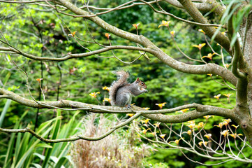 A grey squirrel sits on a branch and eats a nut
