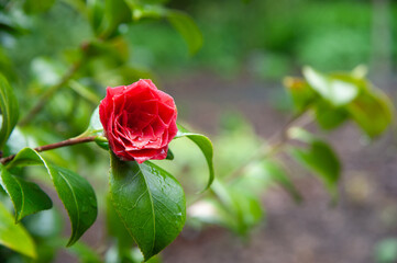 Obraz premium Red Camelia Flower