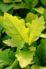 seedlings, forestry, saplings, nursery, plantation, reforestation, environment, green, sustainable, ecology, youngplants, smalltrees, planting, soil, botany, pine, oak, deciduous, coniferous, fresh, l