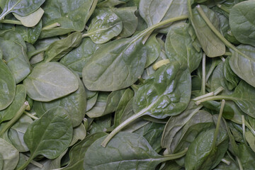 Close-up of stacked spinach leaves. Background.