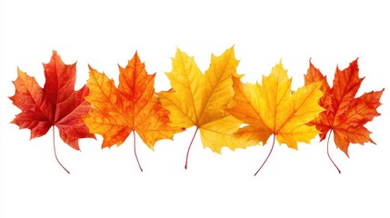 Vibrant Autumn Leaves Displaying Rich Colors of Red, Orange, and Yellow Highlighting Nature's Beauty in Fall Season Against White Background