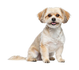 PNG Adorable small dog with fluffy ears and happy expression