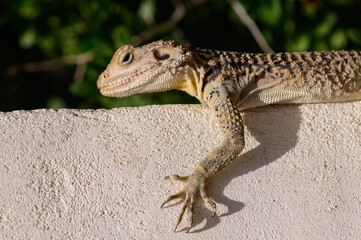 Laudakia Stellio Lizard on a Vertical Wall