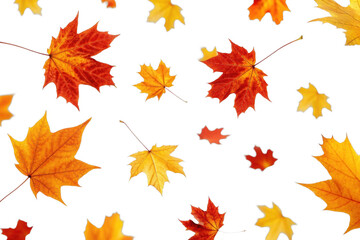 PNG Vibrant autumn maple leaves floating