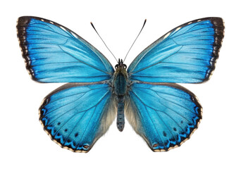 Obraz premium PNG Vibrant blue butterfly with detailed wing patterns