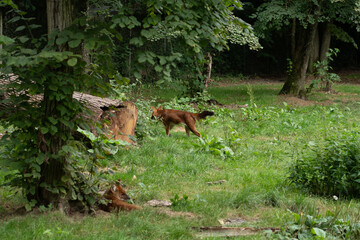 Renard
