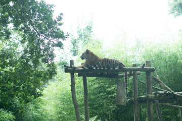 Tigre