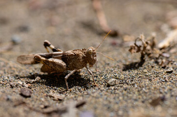 Grasshopper on Dirt Road in Rural Cyprus