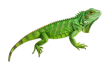 Naklejka premium PNG Green iguana in detailed side profile displaying texture and color