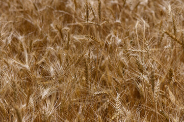 Golden Rye Field in Cyprus