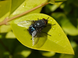 Blue bottle fly (Calliphora vicina), male sitting on a wet privet leaf