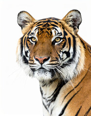 Fototapeta premium Majestic tiger staring with intense gaze on white background