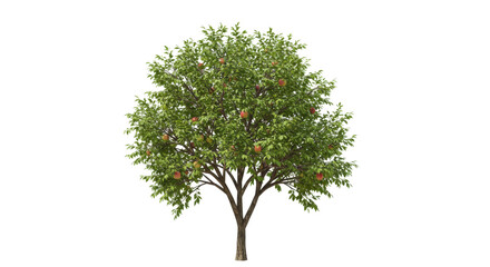 Green Tree isolated, Cutout 