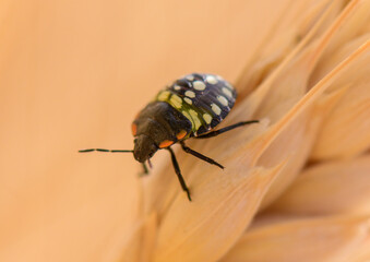 Close-up of a beetle on a rye ear in a Cyprus field. Natural setting with sunlight highlighting the details of the insect and plant.