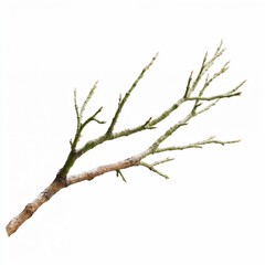 Bare tree branch with moss on white background