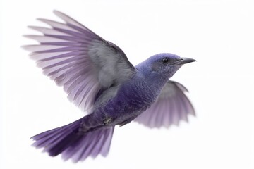 Obraz premium Purple bird flying with wings spread on white background