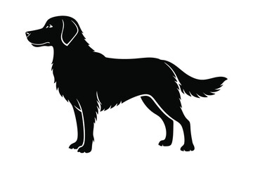 Sleek Silhouette of a FlatCoated Retriever Standing, Vector Graphic Illustration
