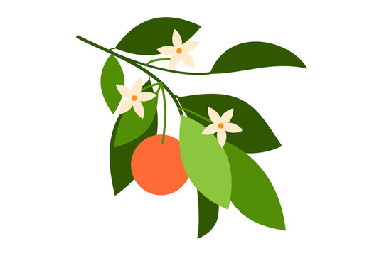 Minimal vector illustration of an orange fruit tree branch with green leaves and ripe orange and flowers. Flat design perfect for packaging, branding, web, and eco-friendly themes. PNG format.