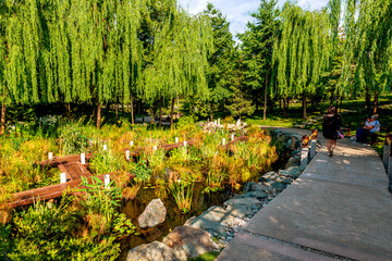 Landscape with decorative water plants in the Japanese garden in Galitsky Park in Krasnodar
