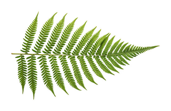 PNG Lush green fern leaf with intricate patterns