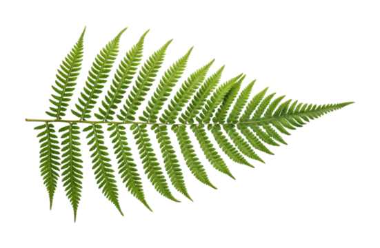 PNG Lush green fern leaf with intricate patterns