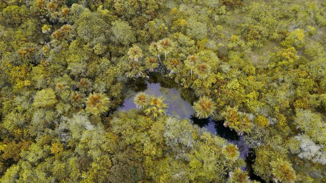 Manglar rodeado de palmas - 4K
