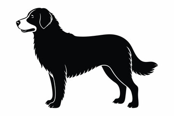 Beautiful Silhouette of a FullBodied FlatCoated Retriever Breed Stance Profile View