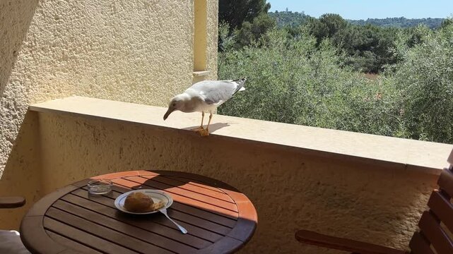 A seagull lands on a sunny balcony table and steals food directly from a plate, caught in the act of thievery.