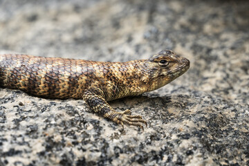 Female Granite Spiny Lizard Or Sceloporus orcutti Front Half On Granite Rock
