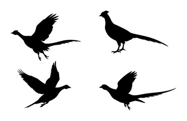 A Sat of a Pheasant silhouette, Flying pheasant silhouette, Pheasant SVG, Pheasant silhouette clip art with a white background