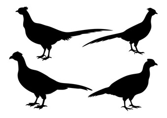 A Sat of a Pheasant silhouette, Flying pheasant silhouette, Pheasant SVG, Pheasant silhouette clip art with a white background