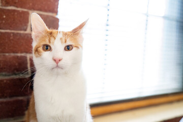 Orange Tabby Cat portrait