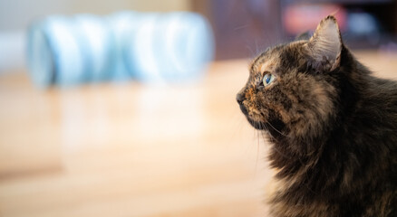 Long Haired Tortoise Shell House Cat