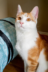 Orange Tabby Cat portrait