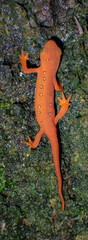 Eastern Newt in it's ref eft phase