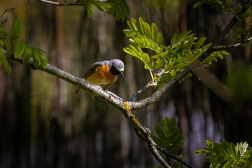 Common redstart, Phoenicurus phoenicurus.