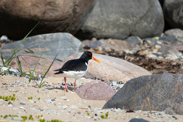 Eurasian Oystercatcher (Haematopus ostralegus) on a rock