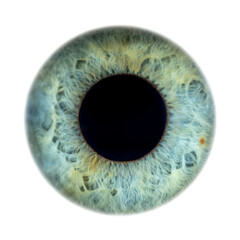 Super close-up of female green coloured opend iris. Structural and anatomical details of human eye on white background.