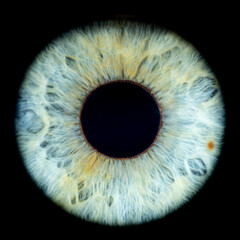 Super close-up of female green coloured iris. Structural and anatomical details of human eye on...