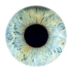 Super close-up of female green coloured closed iris. Structural and anatomical details of human eye on white background.