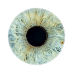 Super close-up of female green coloured closed iris. Structural and anatomical details of human eye on white background.