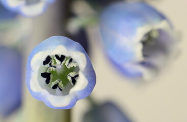 Blüte