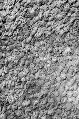 Rough cast of concrete and cement coating on the wall