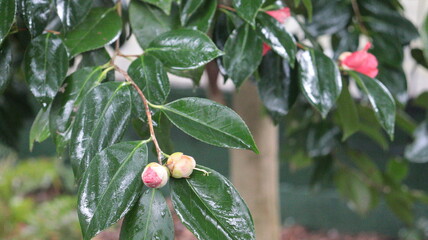 Camellia Japonica Flower Buds on Glossy Green Leaves Nature Close-up, Shiny Camellia Leaves with...