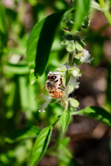 Honey bee on the white flowers of a basil plant