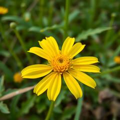 Golden Crownbeard (Also called Golden Crownbeard, Copen Daisy, golden crown beard) in the nature, Golden Crownbeard Flower closeup,Beautiful yellow flower closseup in nature Chakwal, Punjab, Pakistan